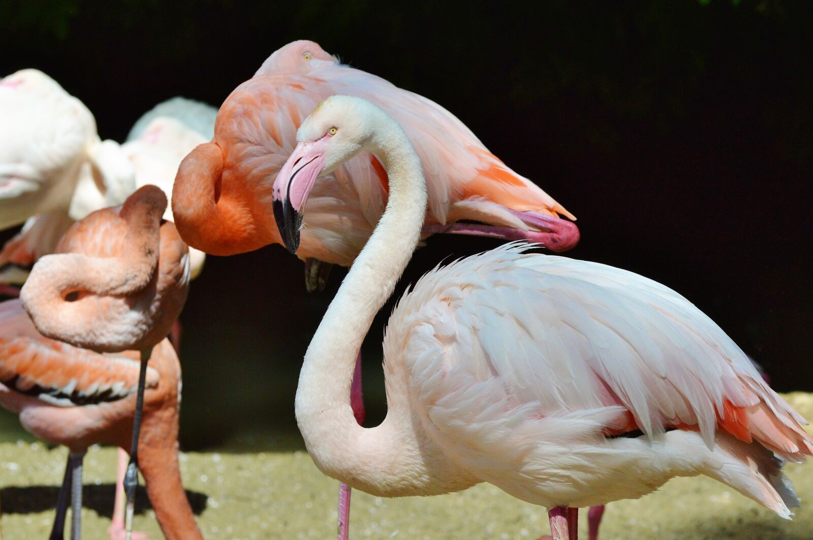 Nikon D3200 sample photo. Flamingo, bird, pink photography