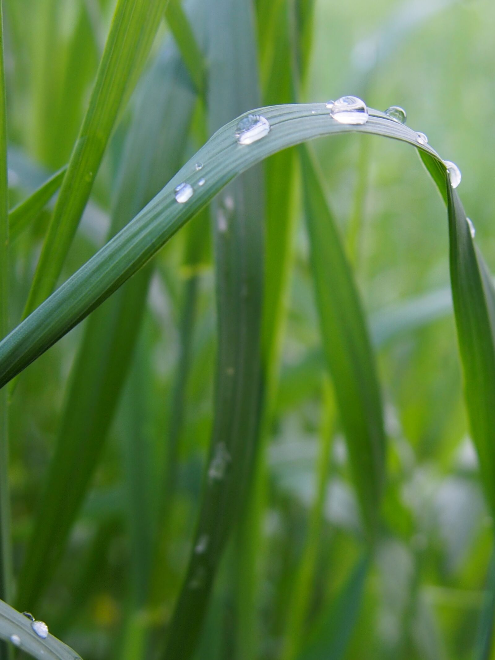 Olympus PEN E-PL6 sample photo. Rosa, grass, green photography