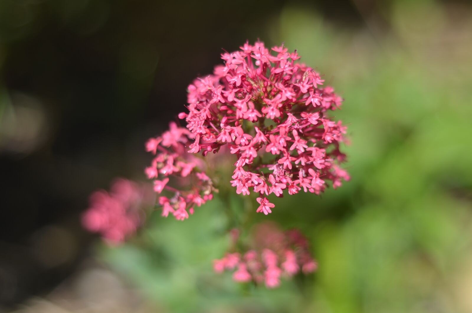 Nikon D7000 sample photo. Pink, flower, summer photography