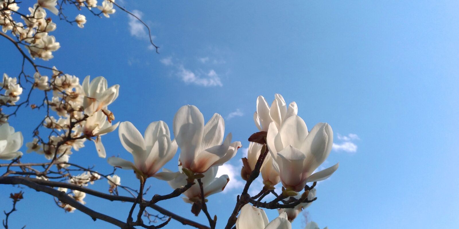 ASUS ZenFone 3 (ZE520KL) sample photo. Magnolia, white flowers, spring photography