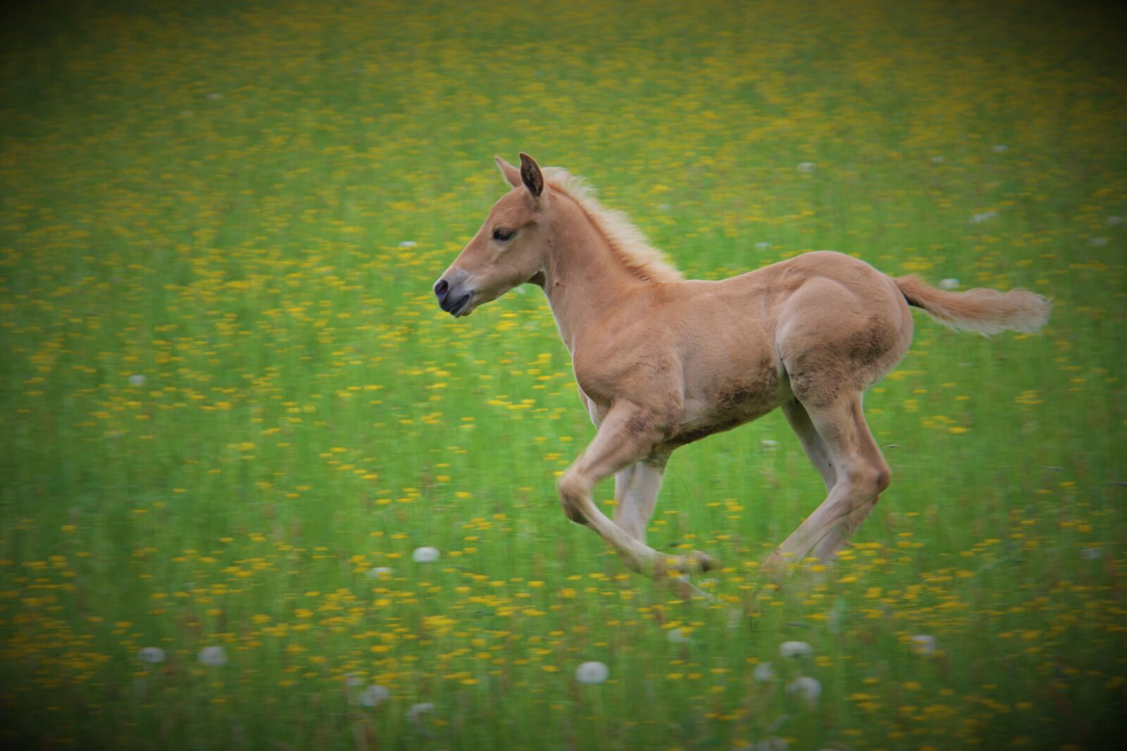 Canon EOS 600D (Rebel EOS T3i / EOS Kiss X5) + Canon EF-S 18-200mm F3.5-5.6 IS sample photo. Horse, foal, animal photography