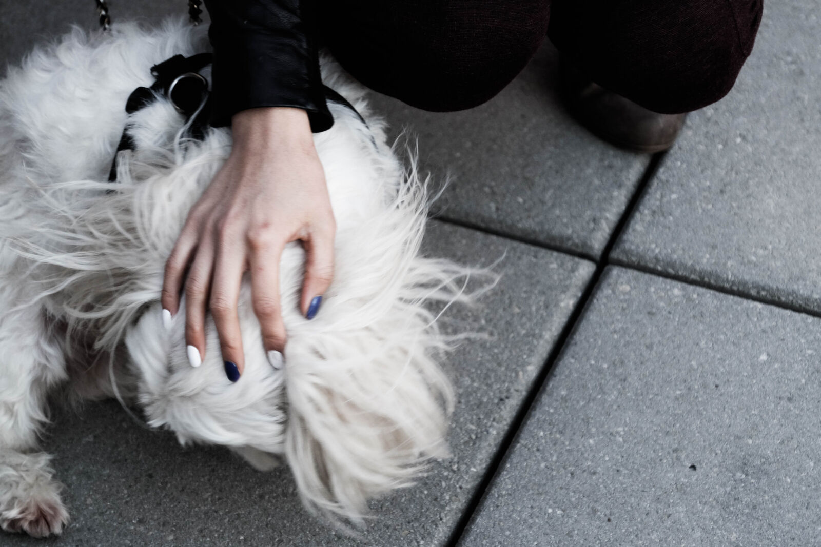 Fujifilm X-T1 sample photo. Dog, hand, woman photography