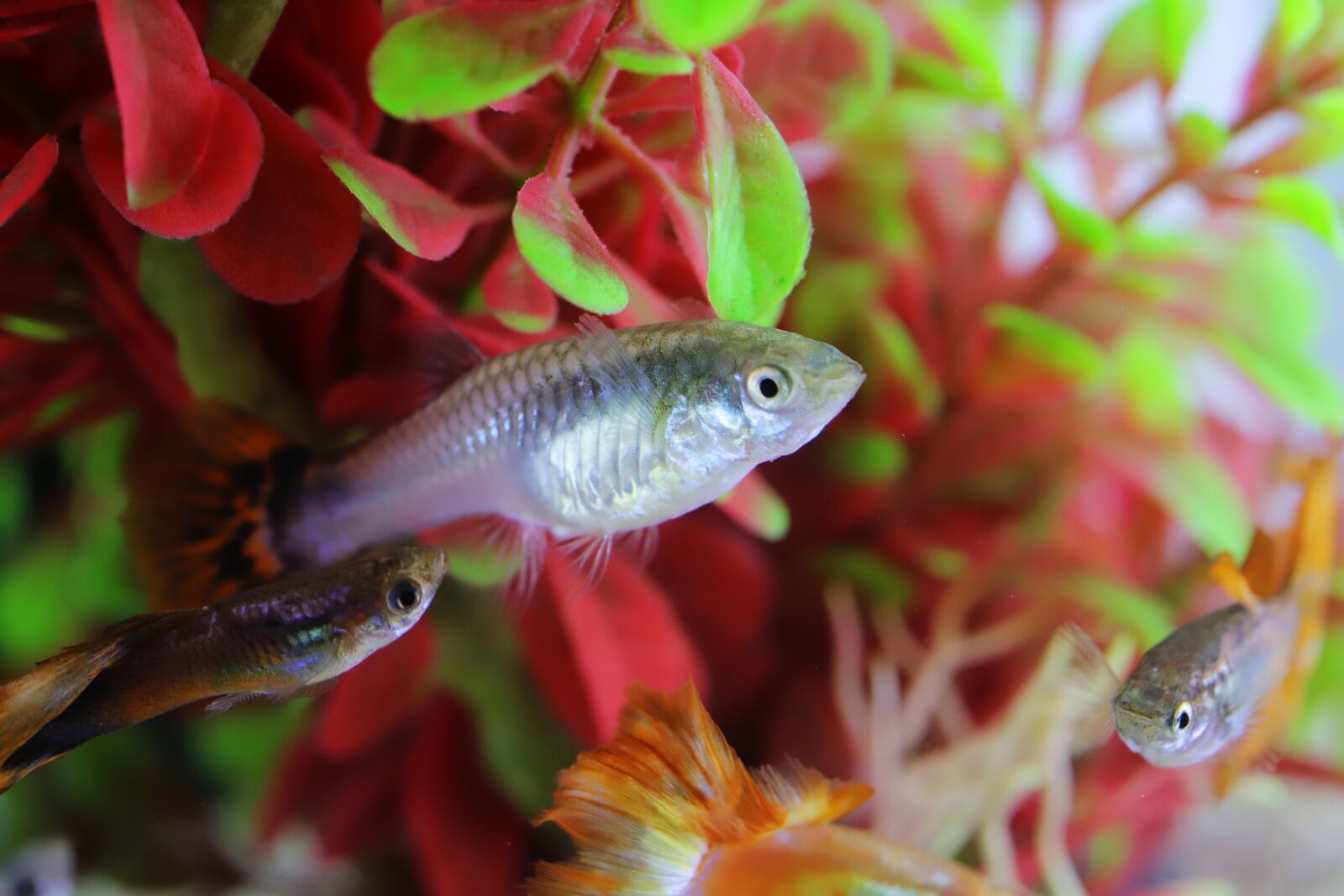 Canon EOS 6D Mark II sample photo. Goofy, tropical fish, fish photography