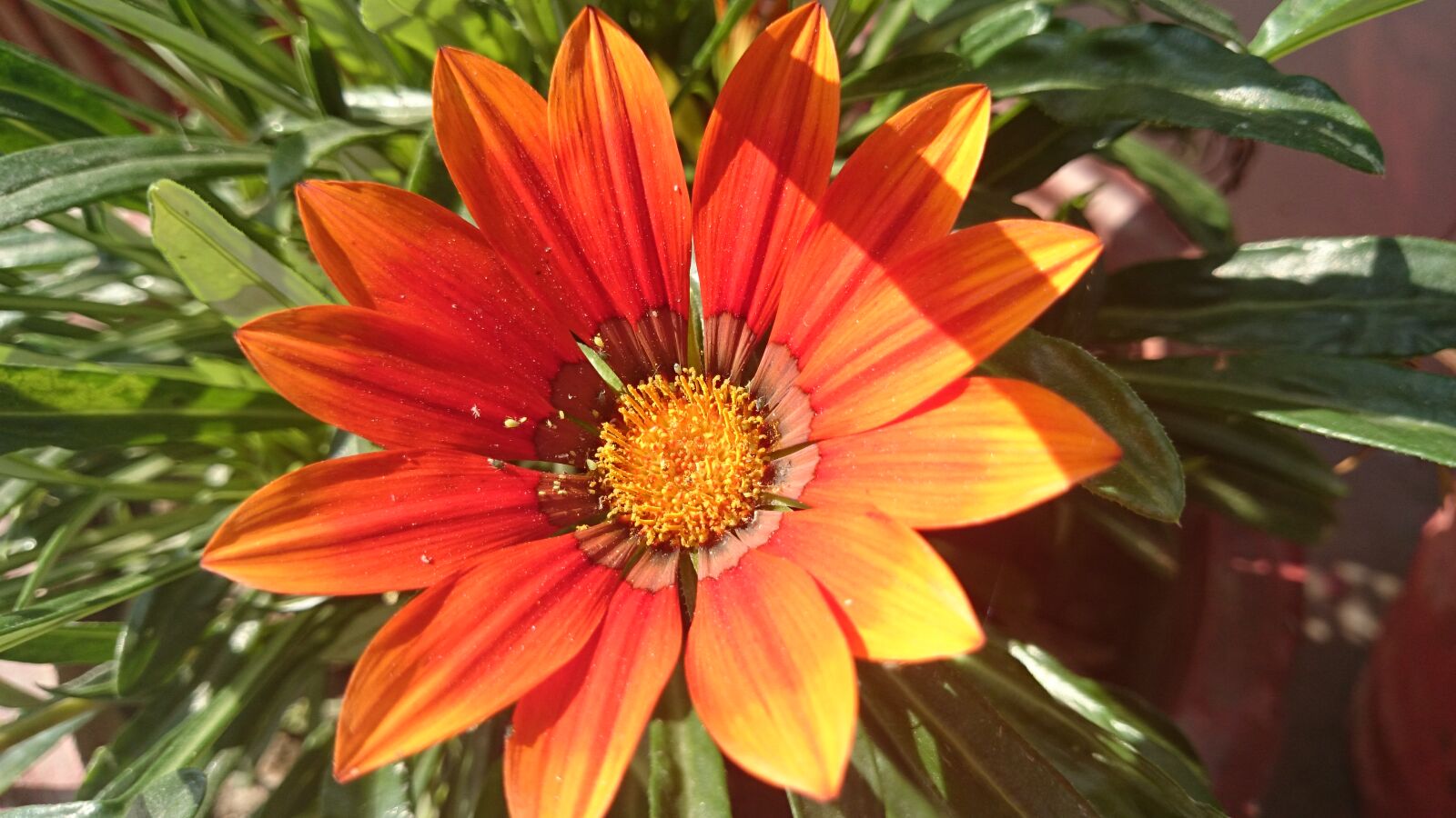 Sony Xperia Z2 sample photo. Flower photography