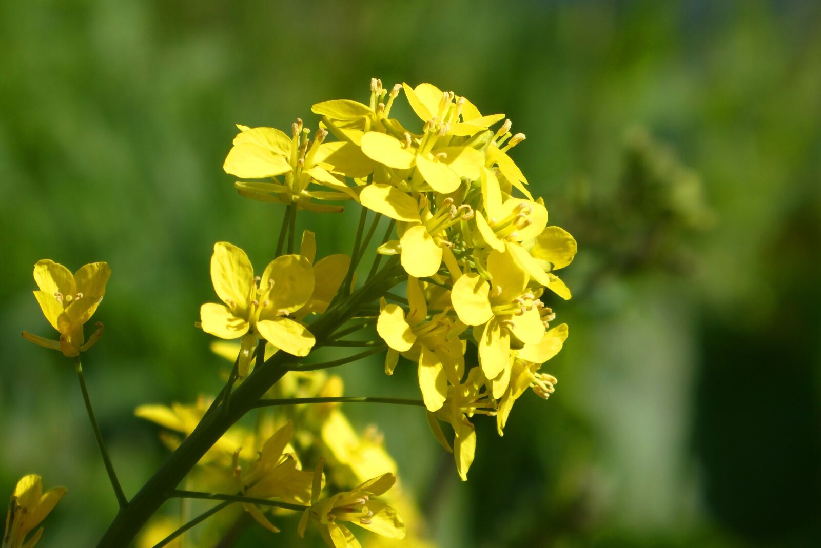 Panasonic Lumix DC-ZS70 (Lumix DC-TZ90) sample photo. Rapeseed, bloom, flowers photography