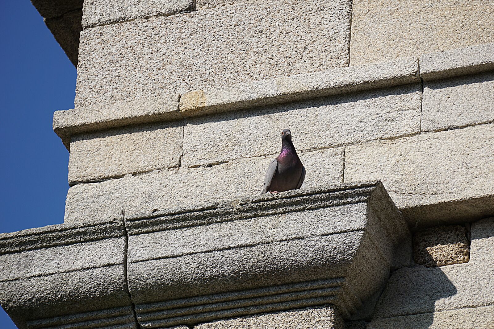Sony a6000 sample photo. Bird, pigeon, animal photography
