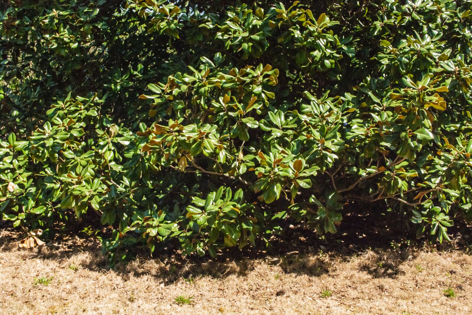 Nikon D60 sample photo. Tree, leaves, nature photography