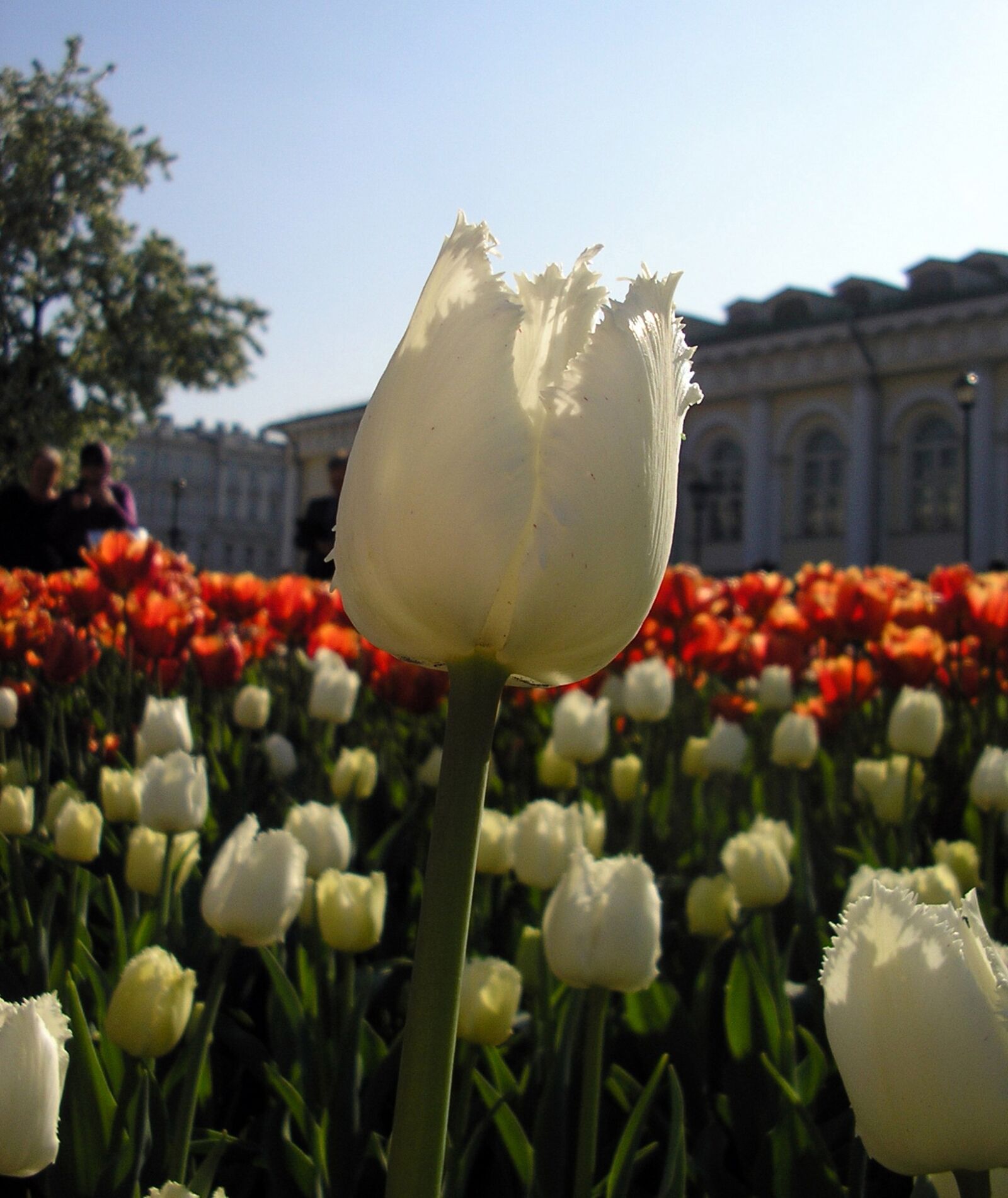 Olympus X100,D540Z,C310Z sample photo. Tulip, macro, city photography