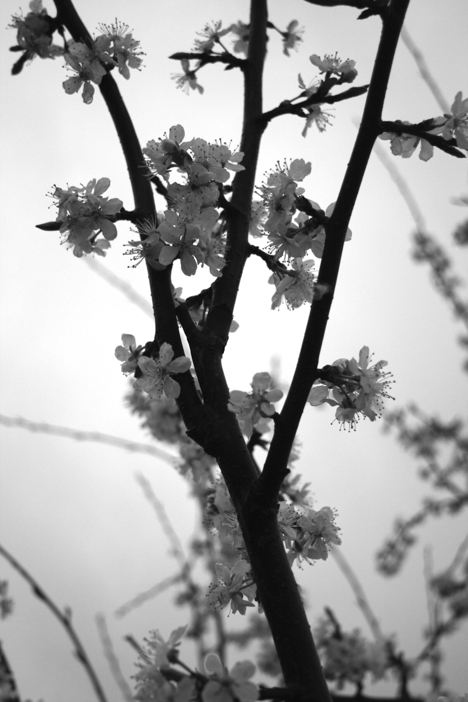 Canon EOS 350D (EOS Digital Rebel XT / EOS Kiss Digital N) sample photo. Plum, white, spring photography
