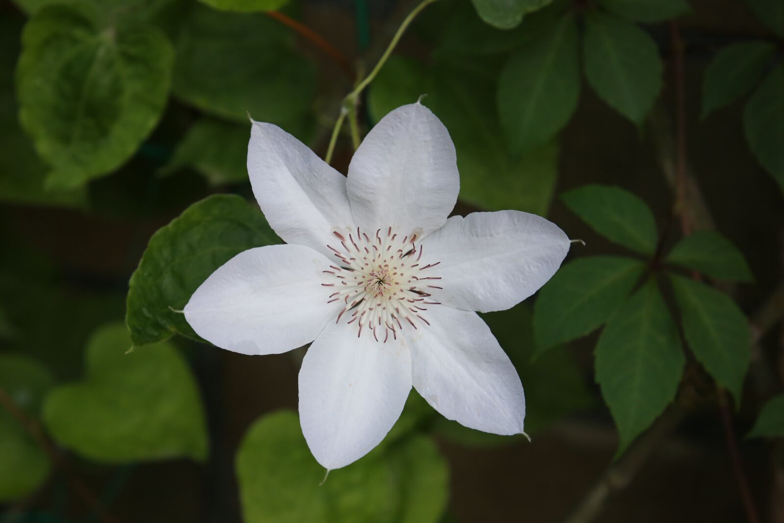 Canon EF 24-105mm F3.5-5.6 IS STM sample photo. Flower, flowers, beautiful flower photography