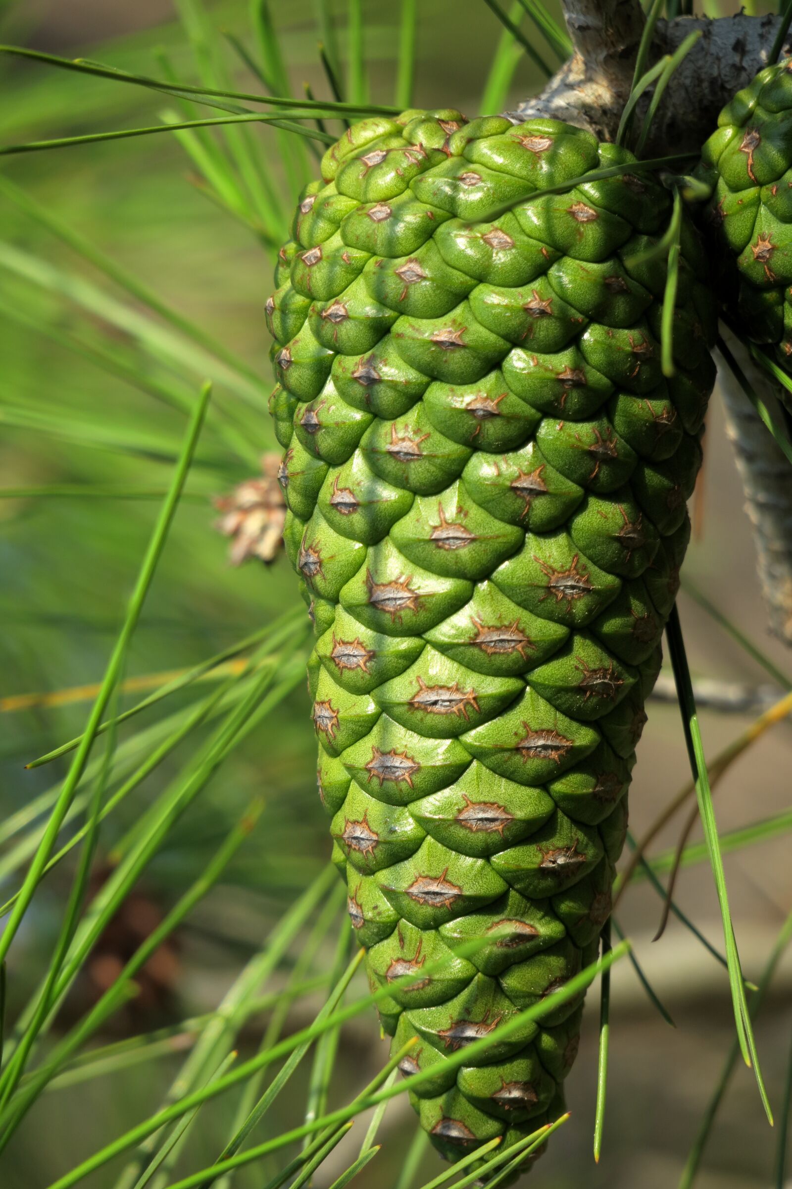 Canon PowerShot G3 X sample photo. Pine cones, green, closed photography