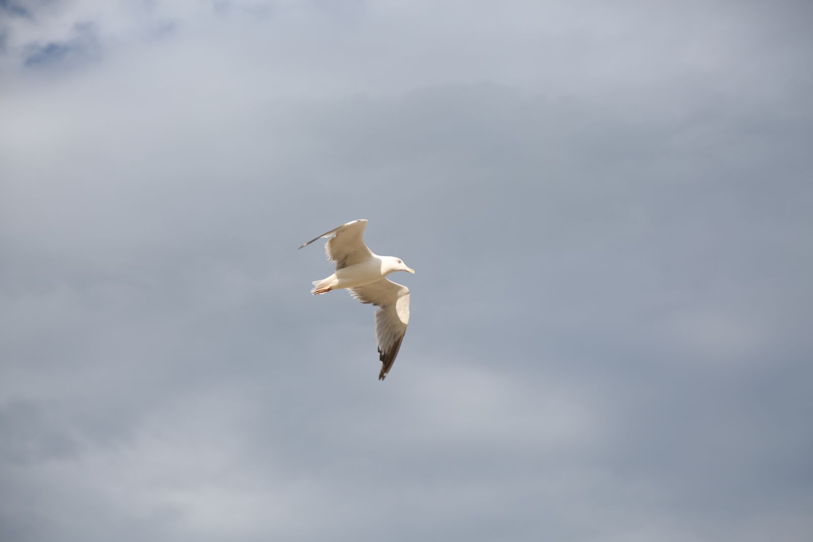 Canon EF 24-105mm F4L IS USM sample photo. Seagull, sky, bird photography