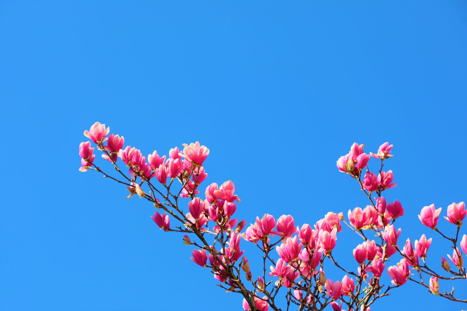 Canon EF 24-105mm F4L IS II USM sample photo. Magnolia, flower, nature photography