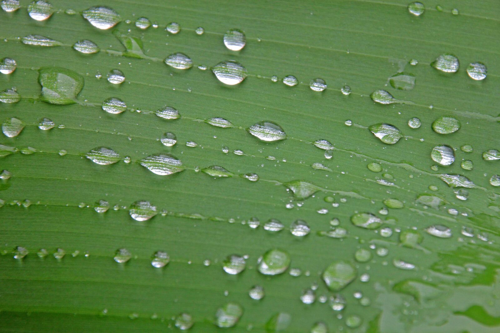 Canon EOS 60D sample photo. Leaf, nature, background photography