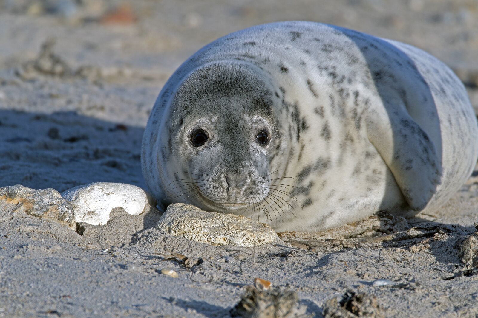 Nikon D500 sample photo. Grey seal, robbe, north photography