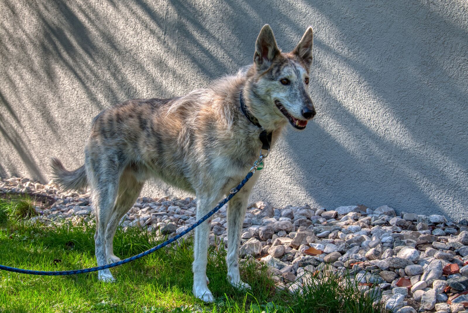 Nikon D5000 sample photo. Dog, male, galgomix photography