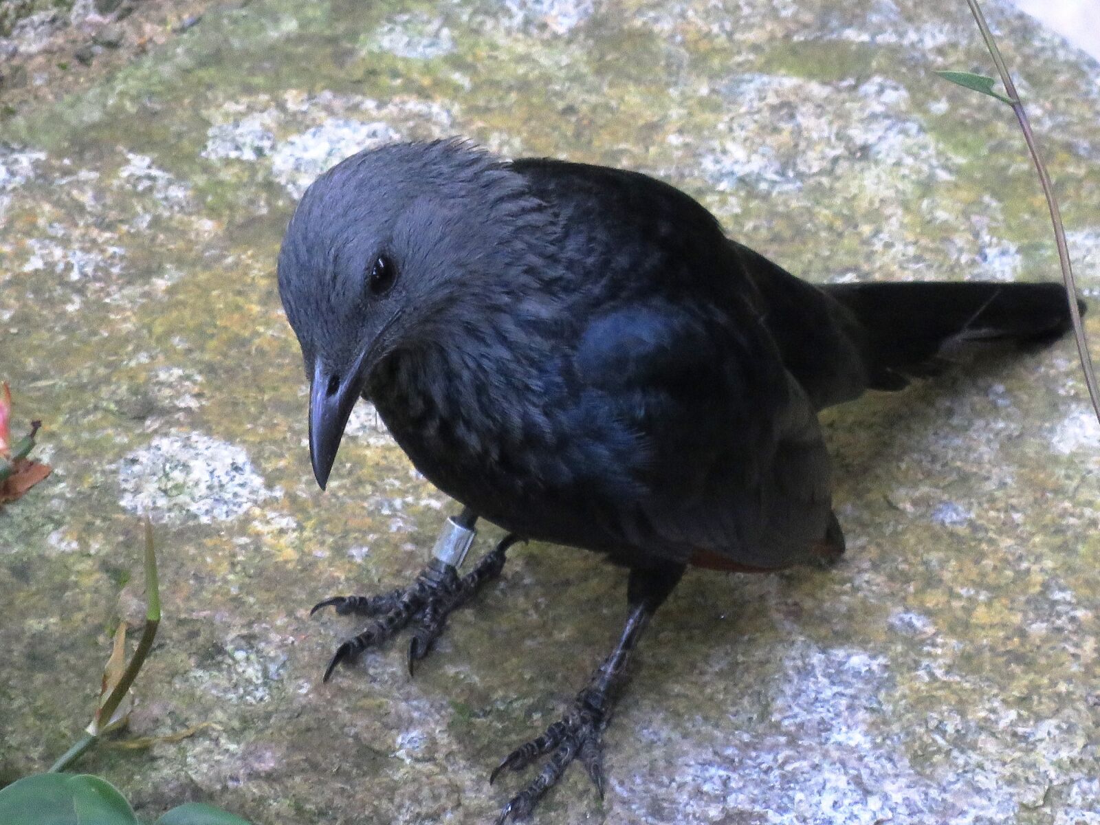 Canon PowerShot SX60 HS sample photo. Brainfever bird, kuyil bird photography