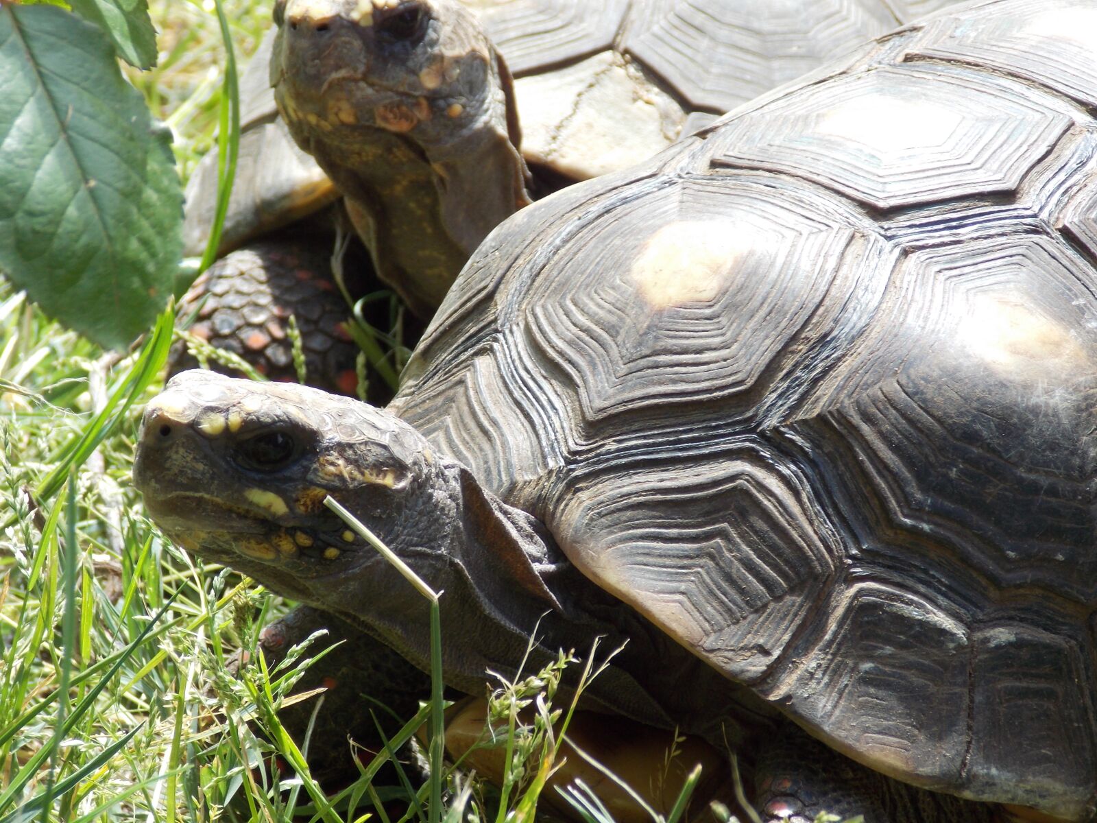 Nikon Coolpix L810 sample photo. Turtles, nature, tortoises photography