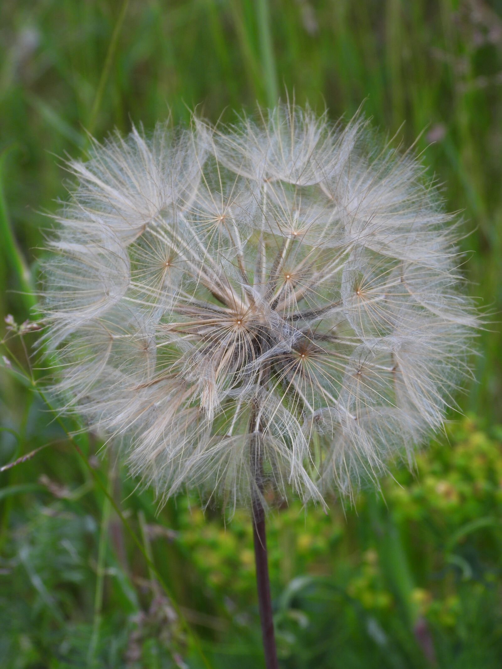 Nikon Coolpix P1000 sample photo. Dandelion, meadow, nature photography