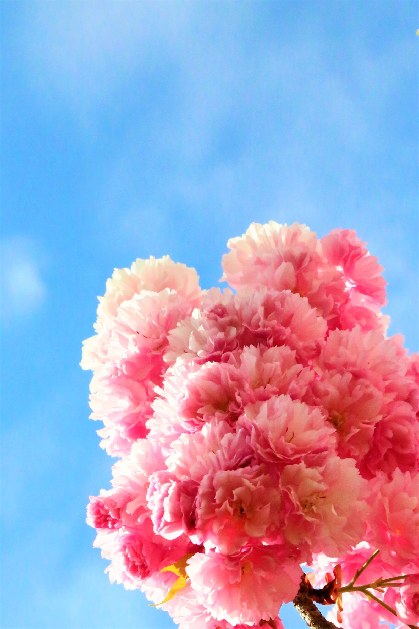 Canon EF 24-105mm F4L IS USM sample photo. Flowers, japanese cherry, spring photography