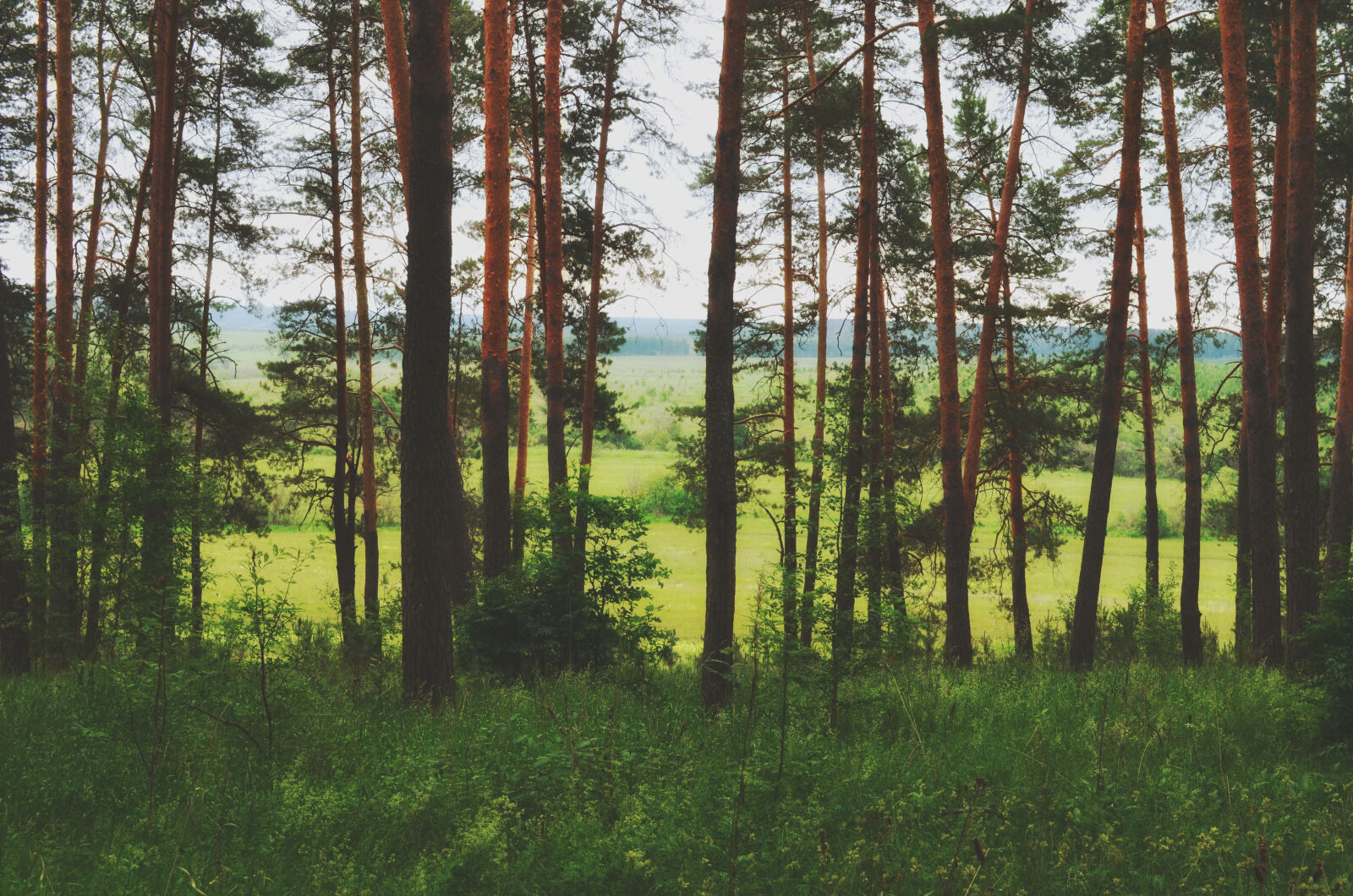 Nikon D5100 sample photo. Forest, nature, wild, forest photography