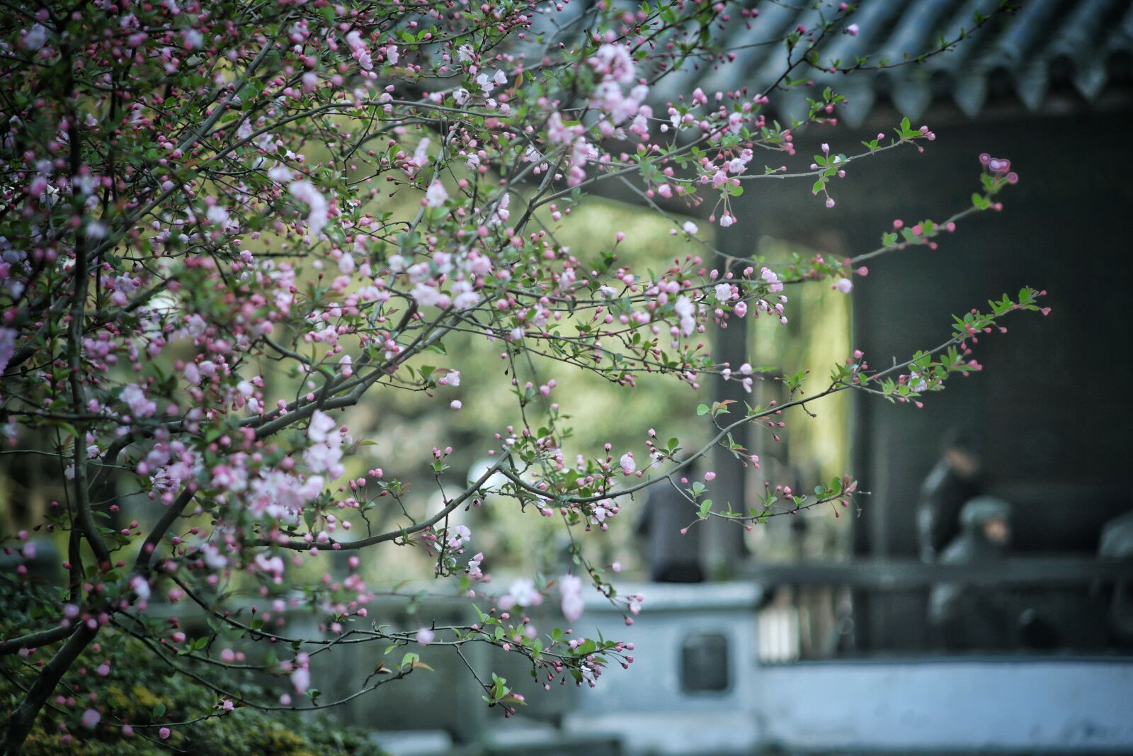 Canon EOS 6D sample photo. Begonia flower, tree, gazebo photography