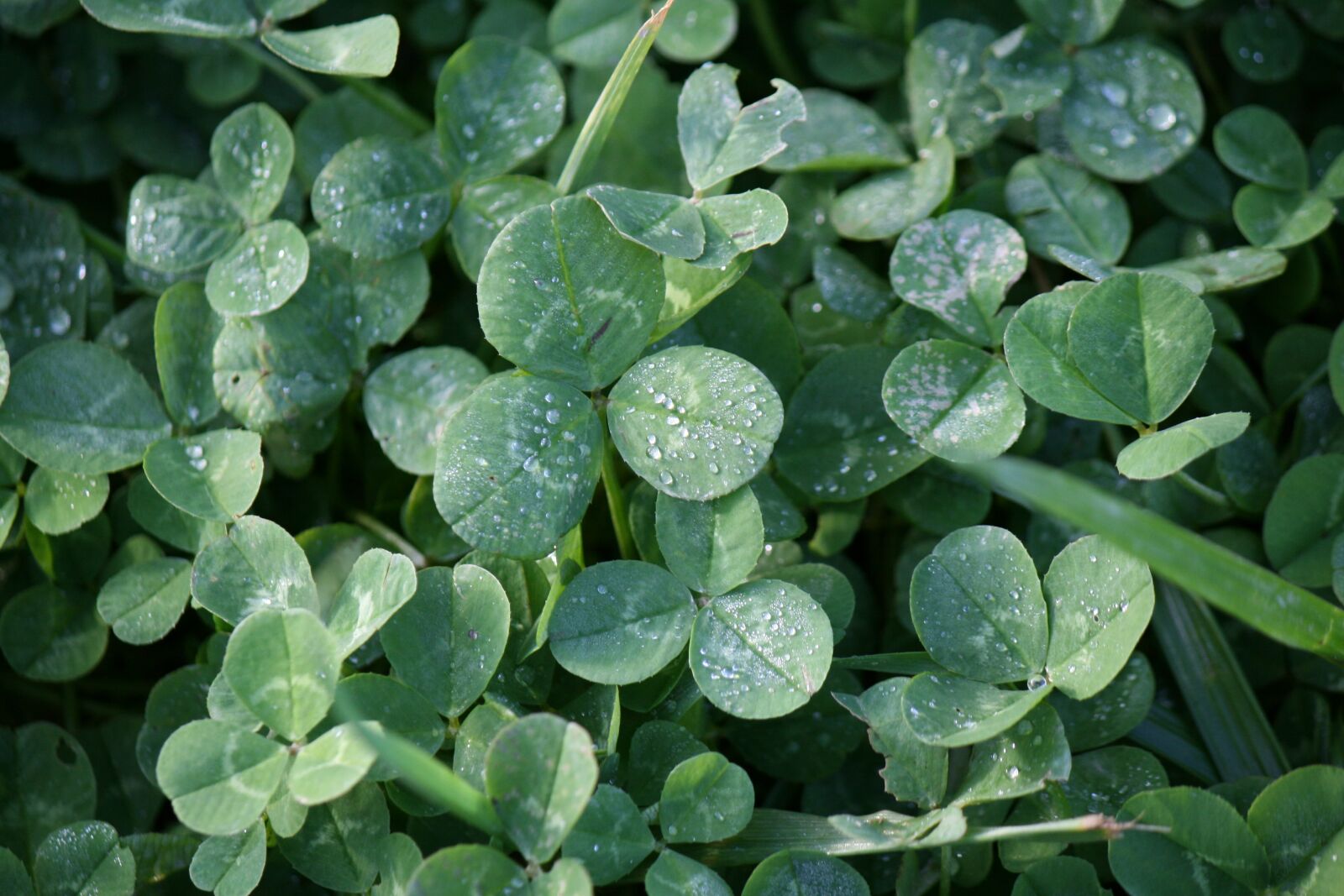 Canon EOS 400D (EOS Digital Rebel XTi / EOS Kiss Digital X) sample photo. Clover, meadow, nature photography