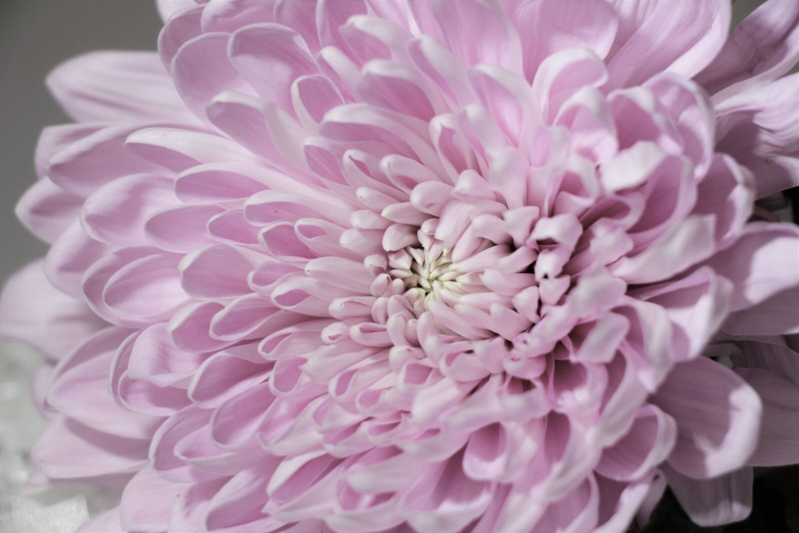 Canon EOS 550D (EOS Rebel T2i / EOS Kiss X4) sample photo. Chrysanthemum, pink, lilac photography