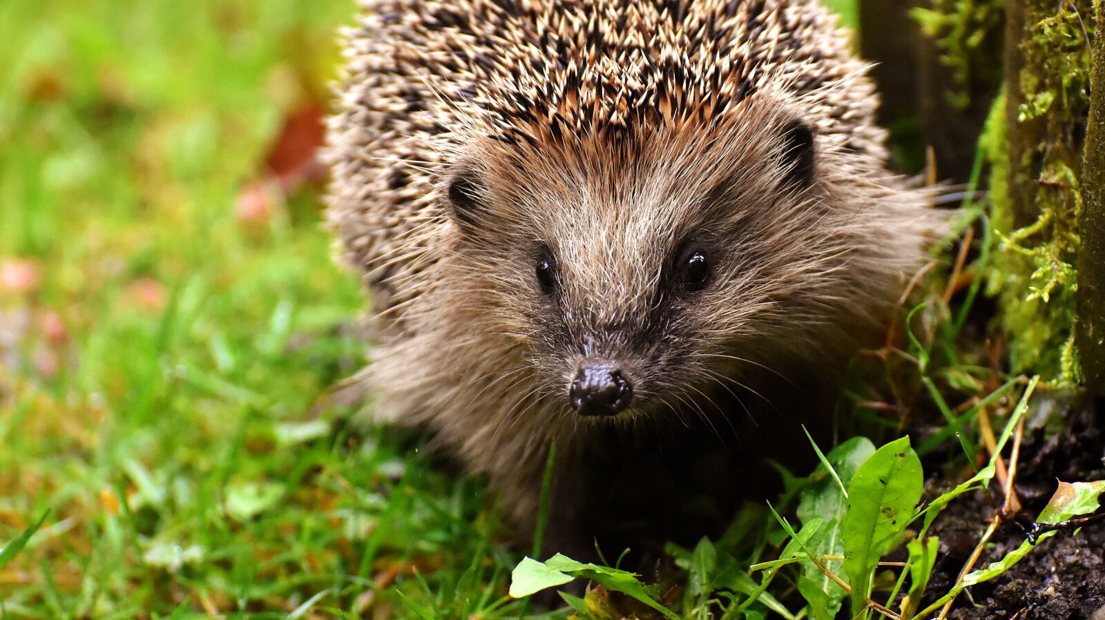 Nikon D7200 sample photo. Hedgehog child, young hedgehog photography