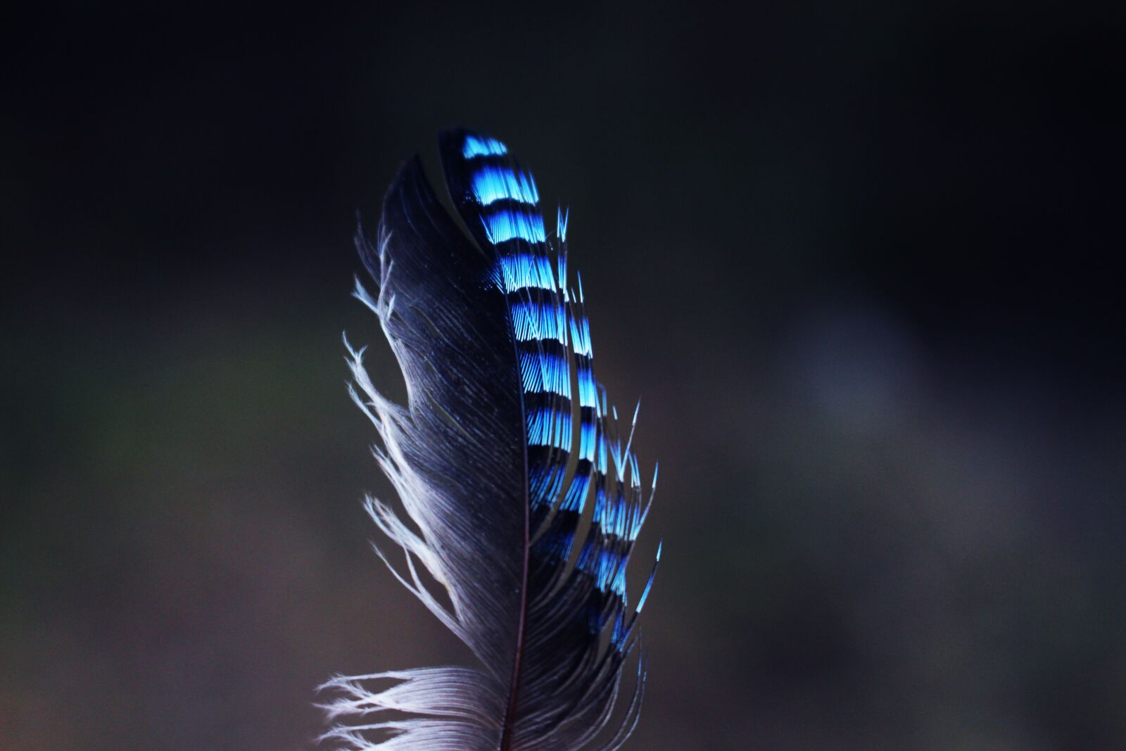 Canon EOS 700D (EOS Rebel T5i / EOS Kiss X7i) sample photo. Jay feather, pen, nature photography