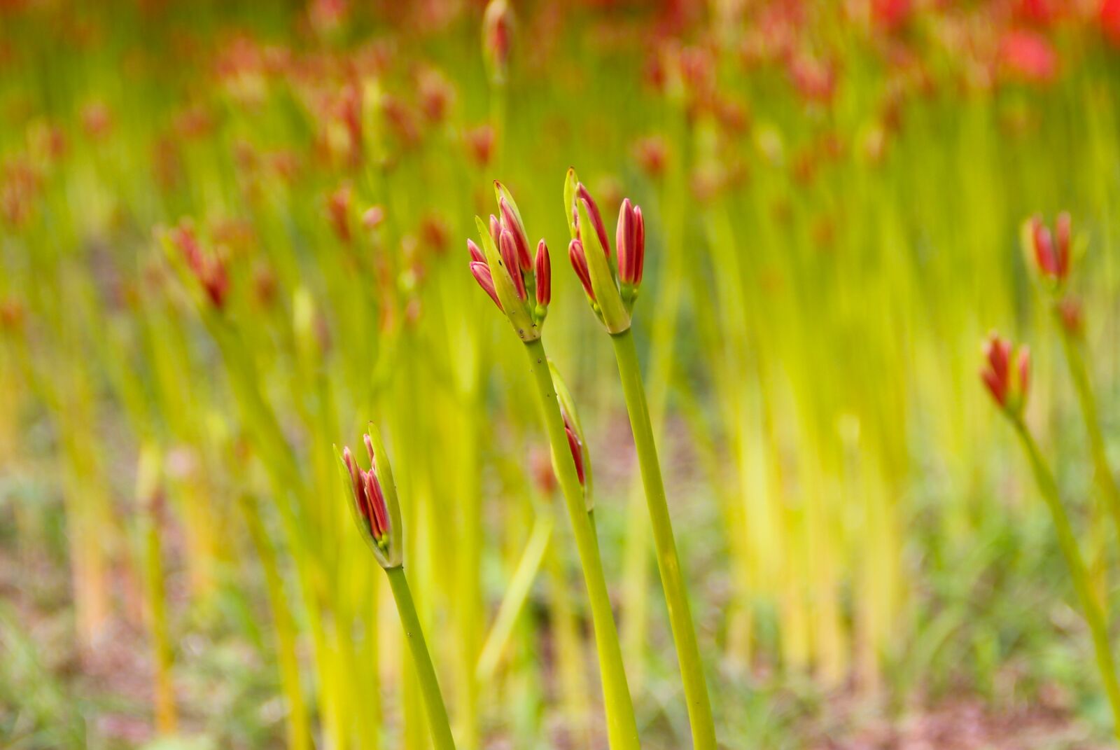 Canon EOS 550D (EOS Rebel T2i / EOS Kiss X4) sample photo. Spider lily, bud, japan photography