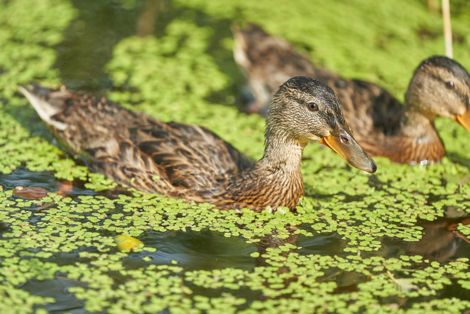 Sony FE 70-200mm F2.8 GM OSS sample photo. Duck, pond, water bird photography