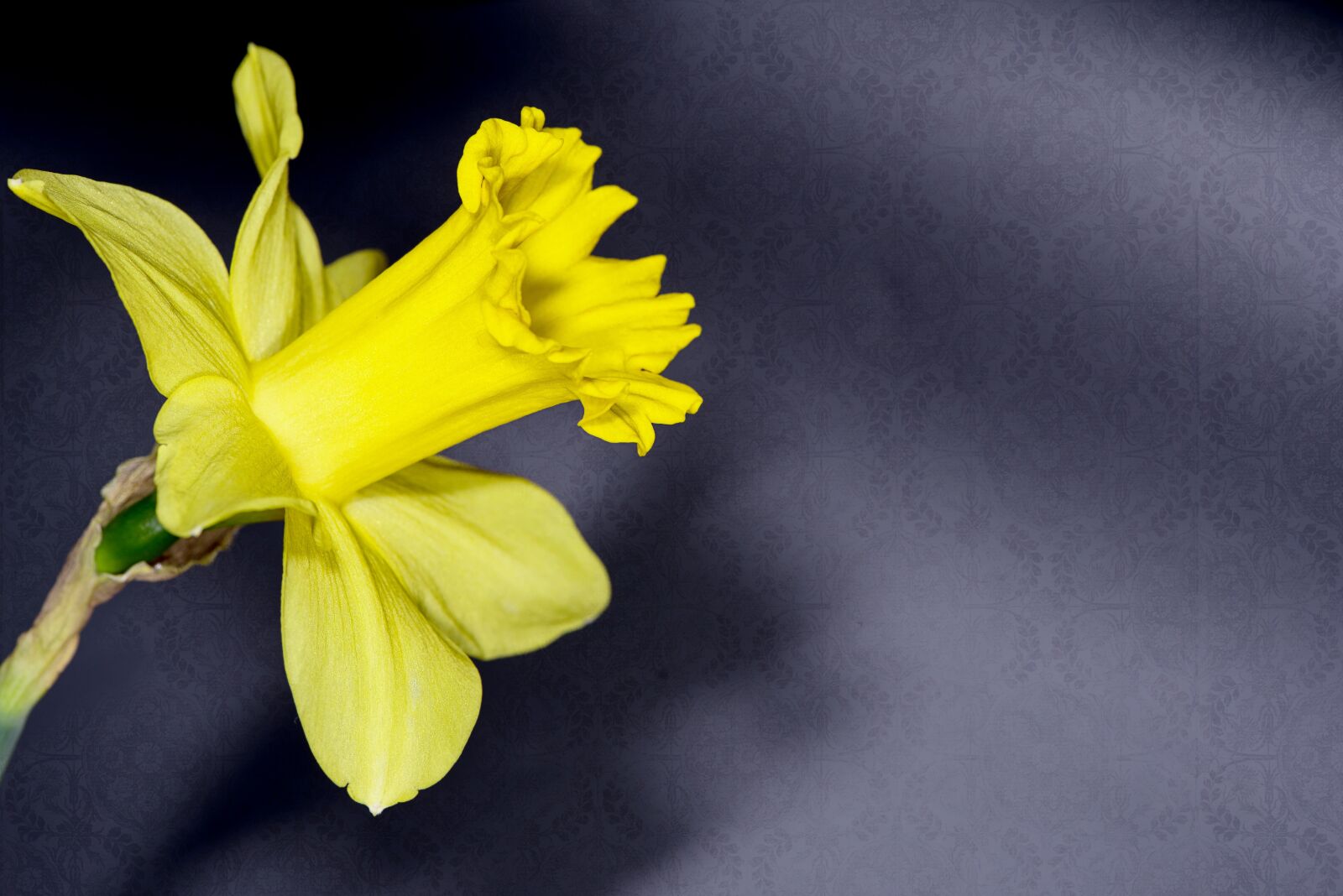 Nikon D750 sample photo. Narcissus, flower, yellow photography