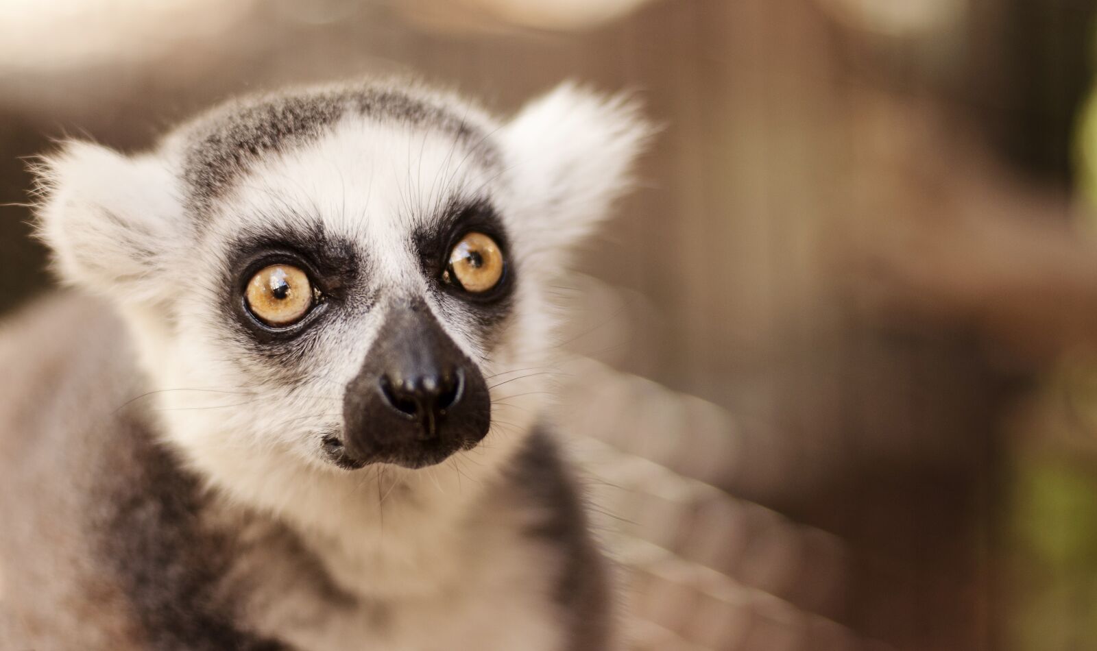 Nikon D5000 sample photo. Lemur, righ-tailed, wild photography