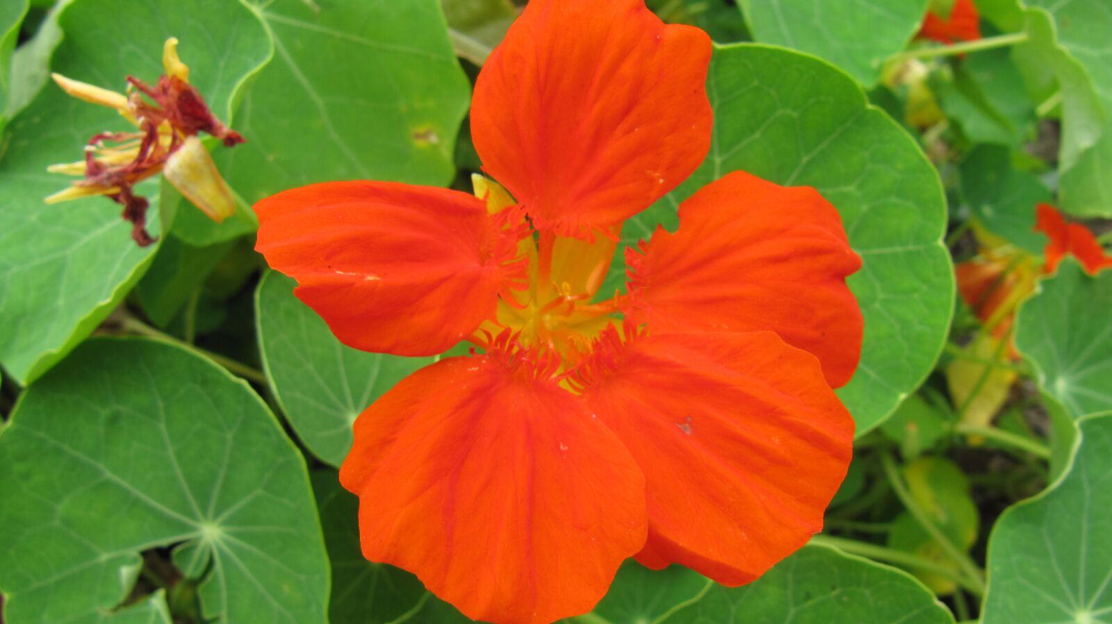 Canon PowerShot SX200 IS sample photo. Flower, color, flowers photography