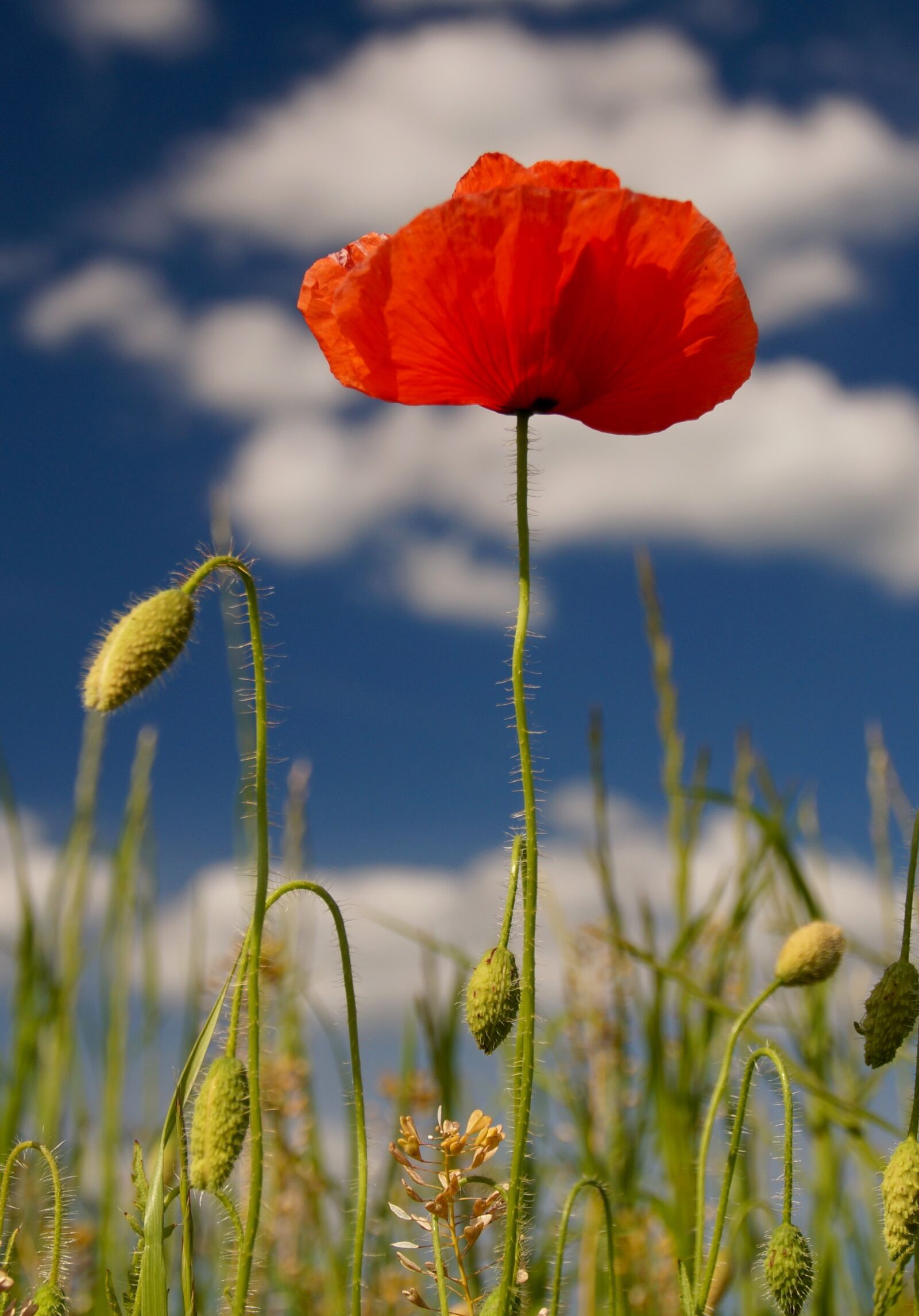 Sony SLT-A58 sample photo. Poppies, nature, red photography