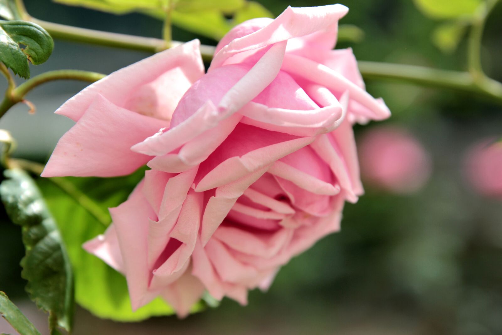 Canon EOS 550D (EOS Rebel T2i / EOS Kiss X4) sample photo. Rose, flower, plant photography
