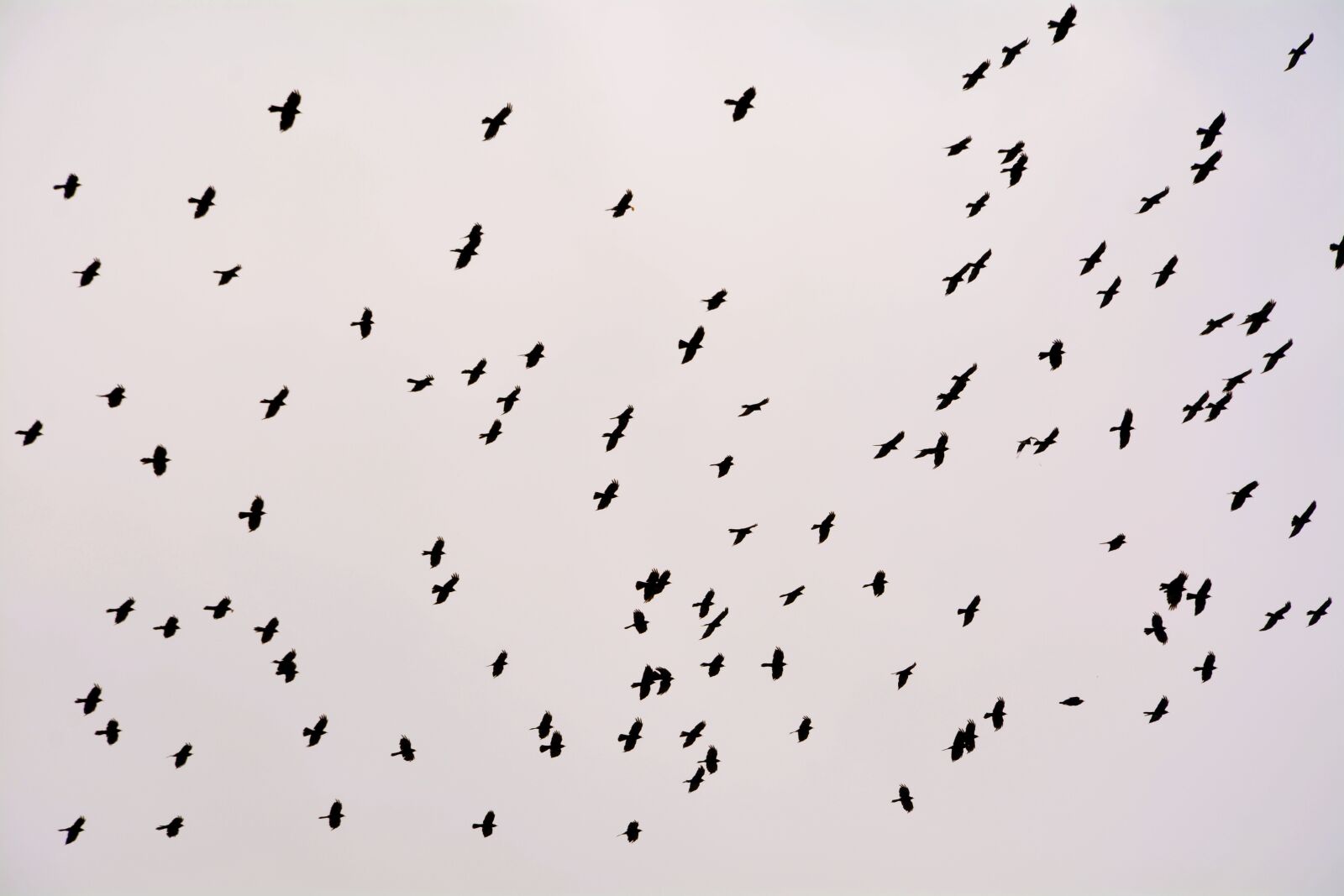 Nikon D7100 sample photo. Flock, birds, crow photography