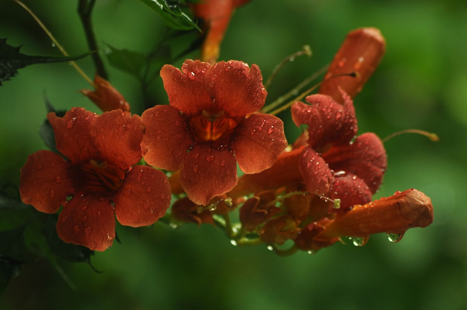Nikon D90 sample photo. Flowers, liana, orange photography
