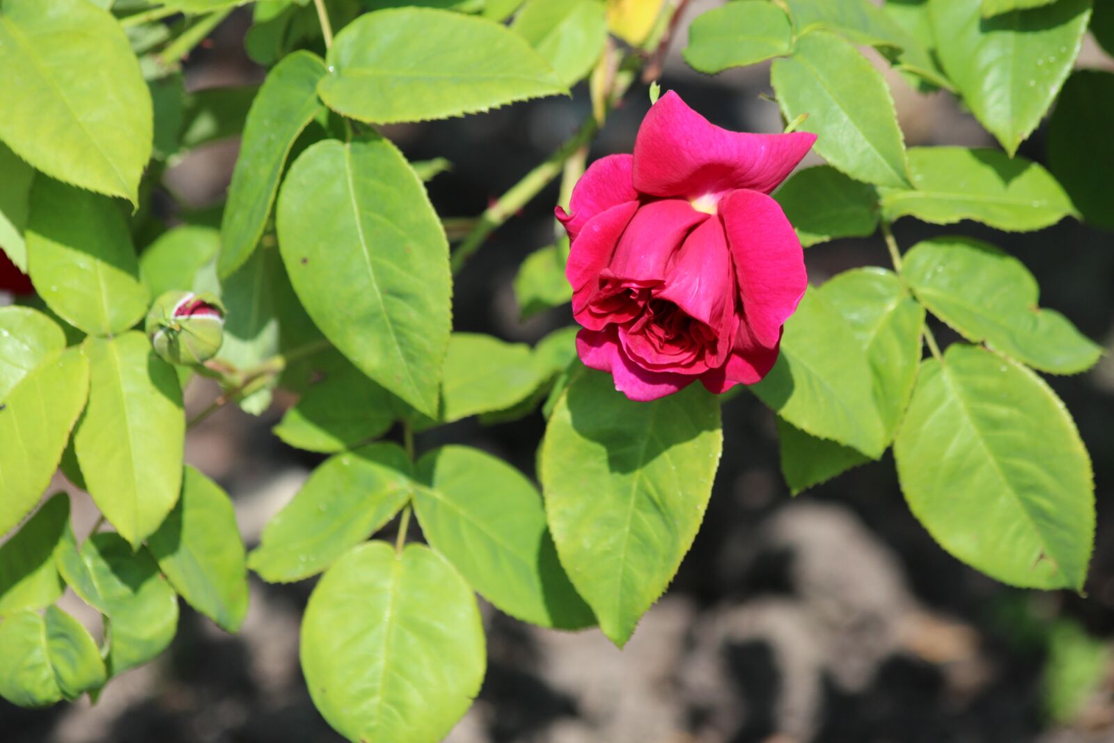 Canon EOS 650D (EOS Rebel T4i / EOS Kiss X6i) sample photo. Rose, flower, nature photography