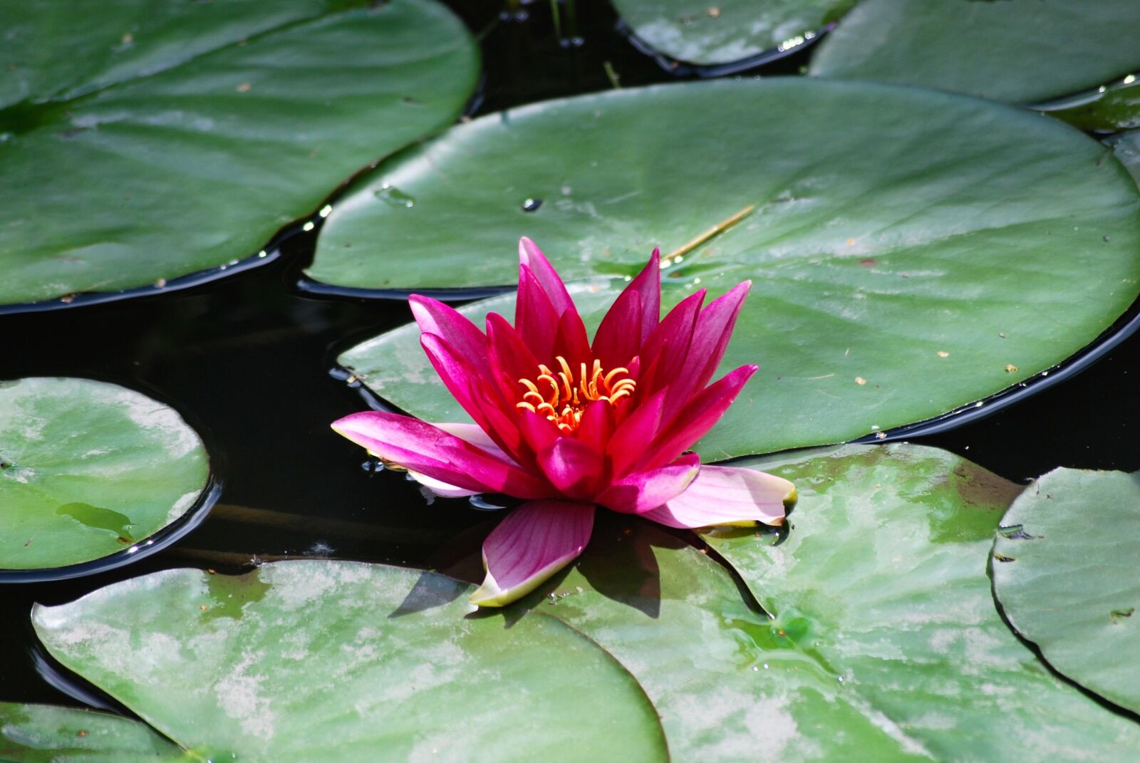 Nikon D60 sample photo. Flower, water lily, plant photography