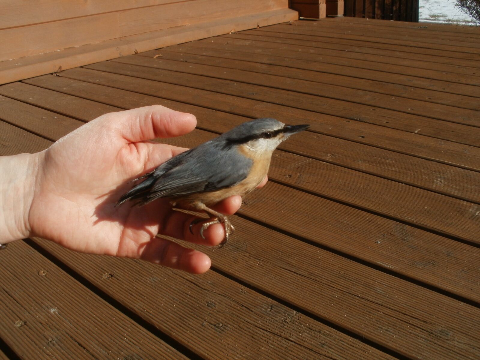 Olympus FE47,X43 sample photo. Kleiber, bird, hand photography