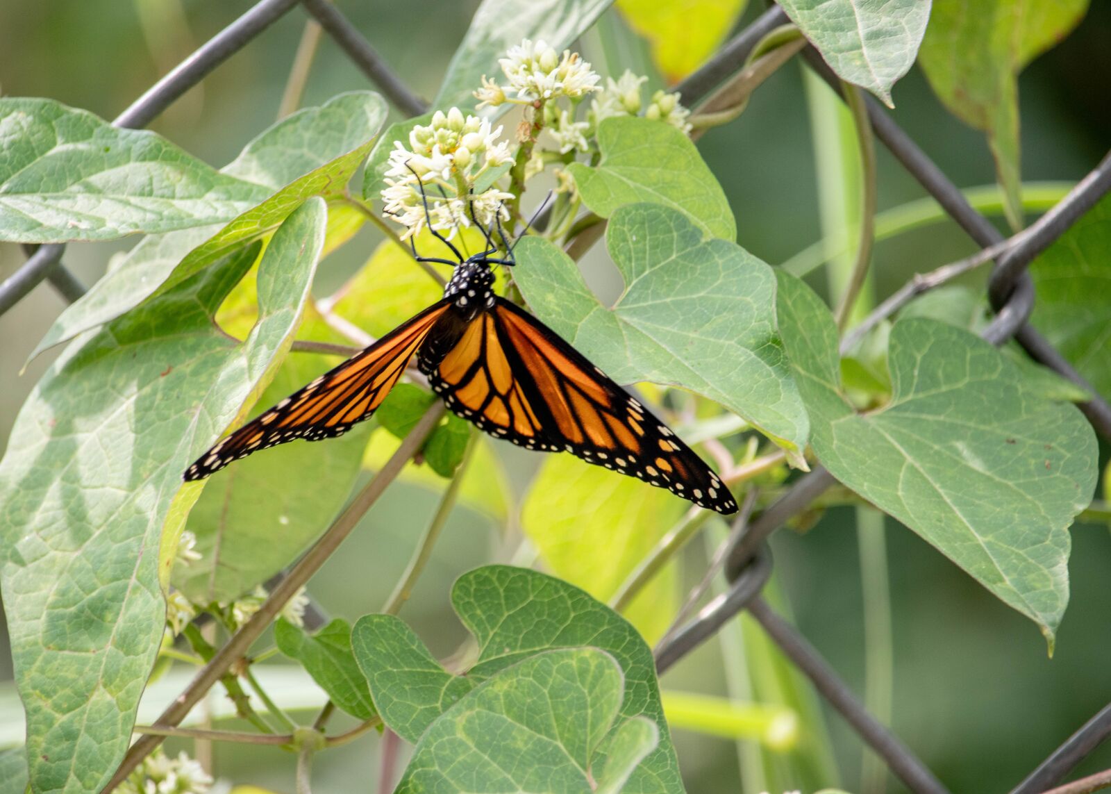 Canon EF-S 55-250mm F4-5.6 IS STM sample photo. Butterfly, insect, fly photography