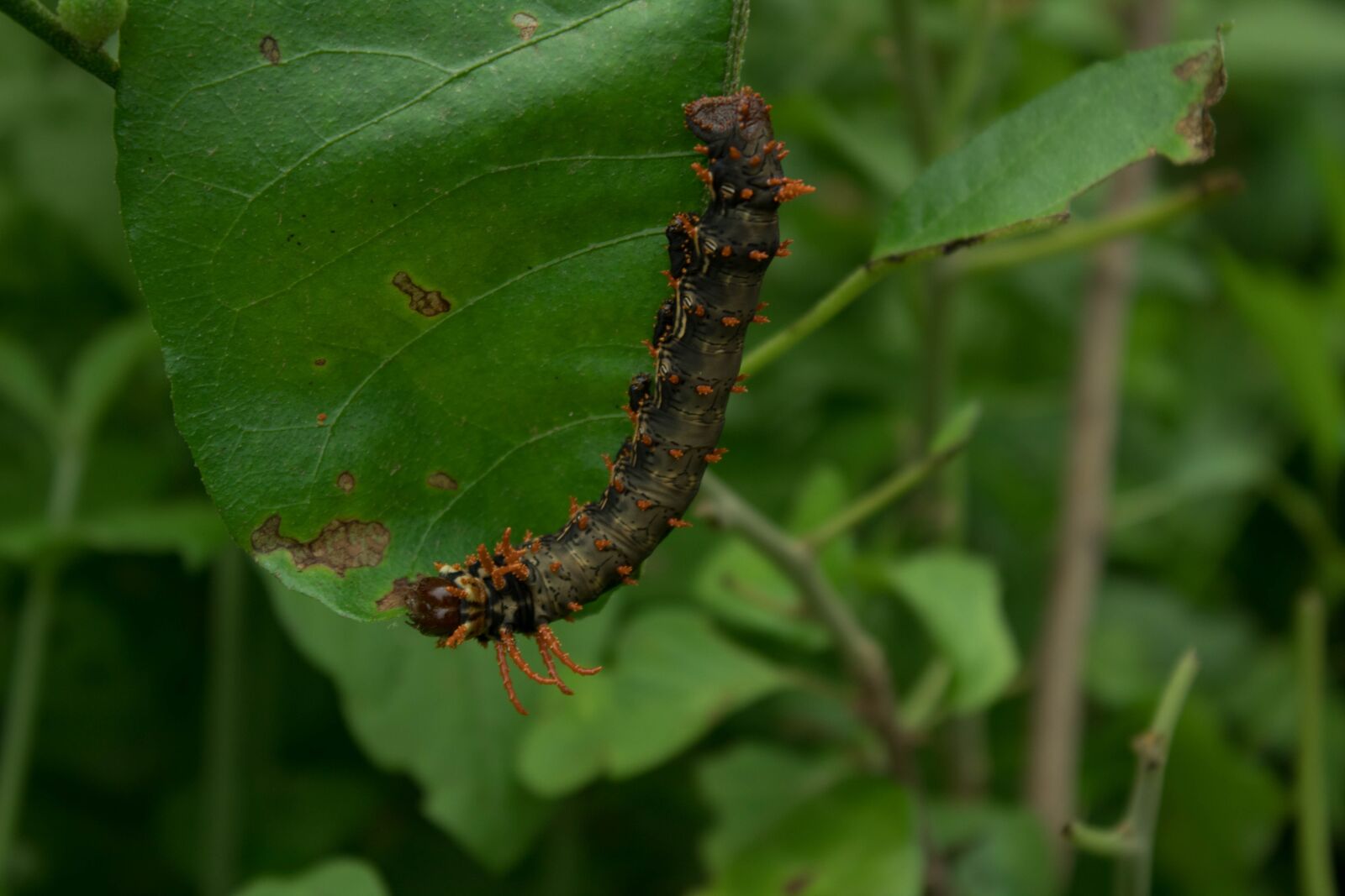 Canon EOS 1300D (EOS Rebel T6 / EOS Kiss X80) sample photo. Worm, green, nature photography