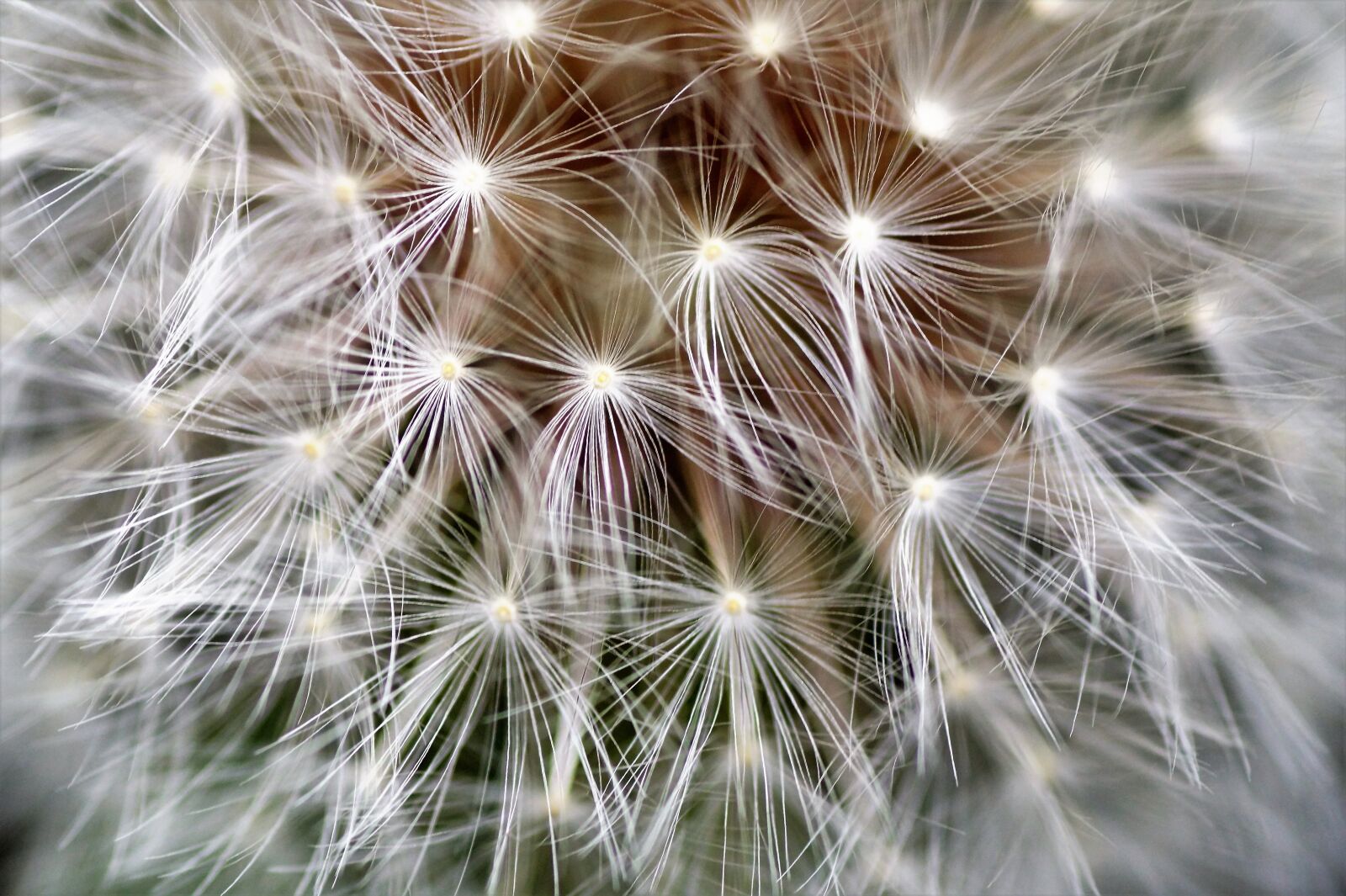 Sony SLT-A58 sample photo. Dandelion, faded, fluff photography