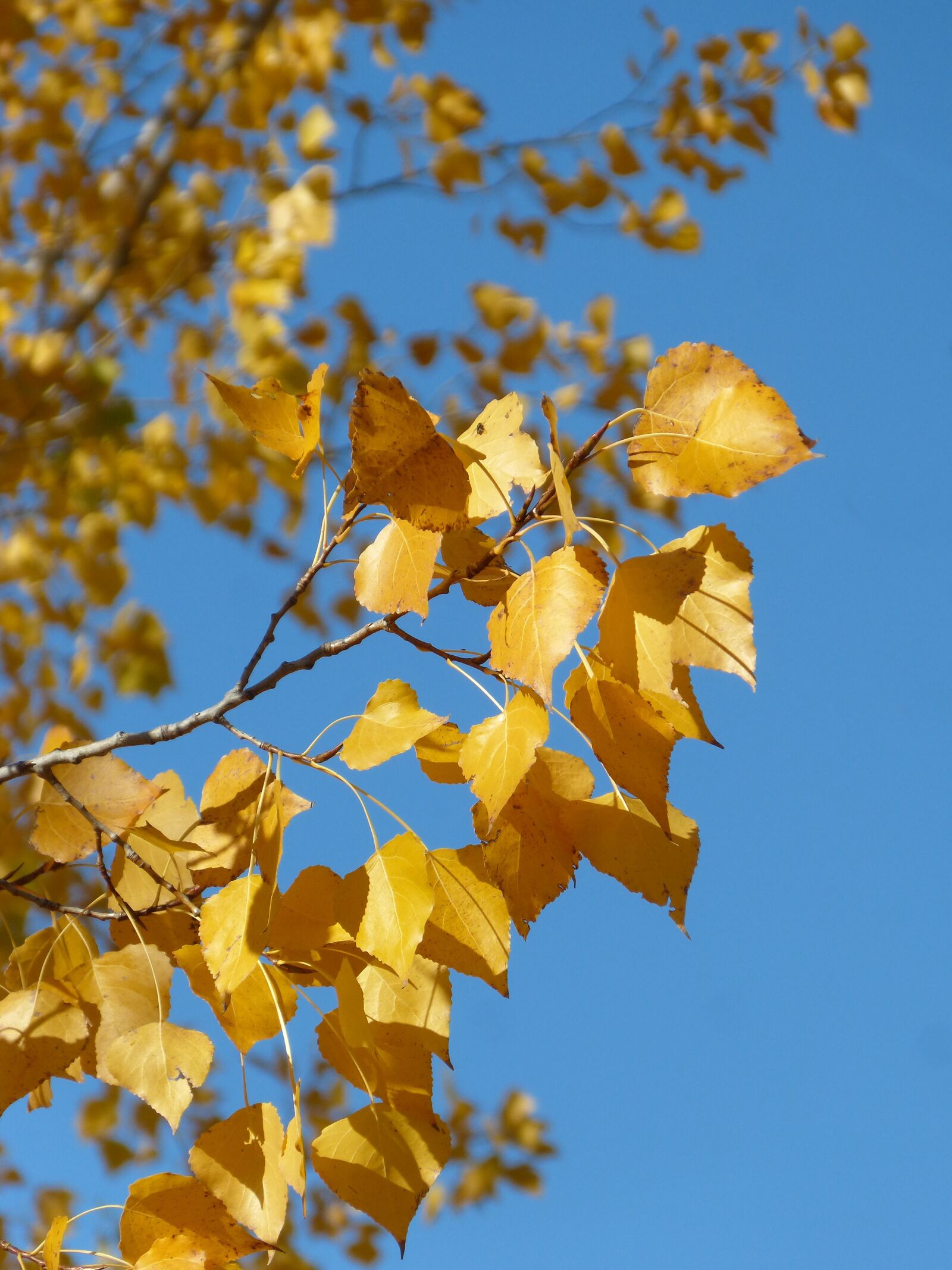 Panasonic DMC-FZ62 sample photo. Poplar, yellow leaves, falling photography