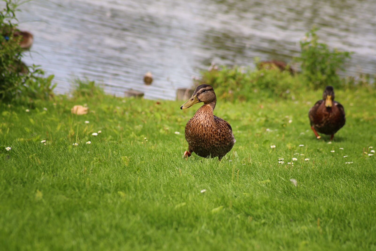 Canon EOS 600D (Rebel EOS T3i / EOS Kiss X5) sample photo. Duck, mallard, meadow photography