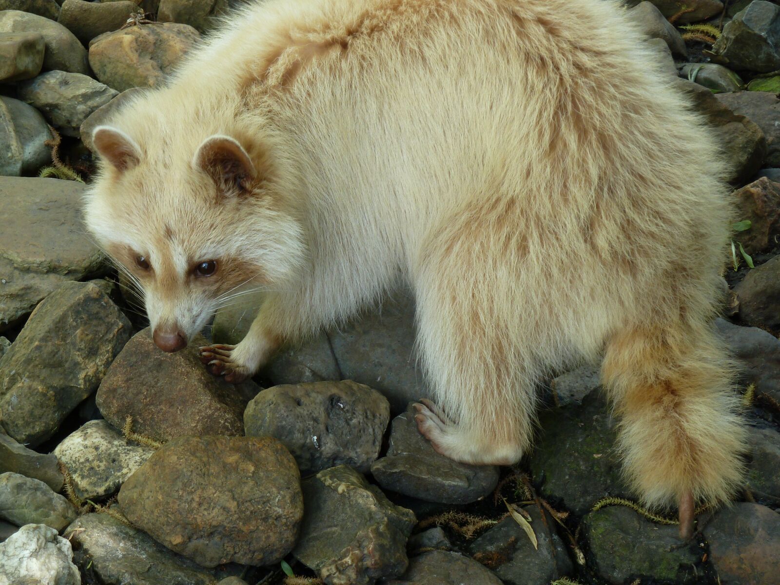 Panasonic Lumix DMC-ZS5 (Lumix DMC-TZ8) sample photo. Raccoon, stone, zoo photography