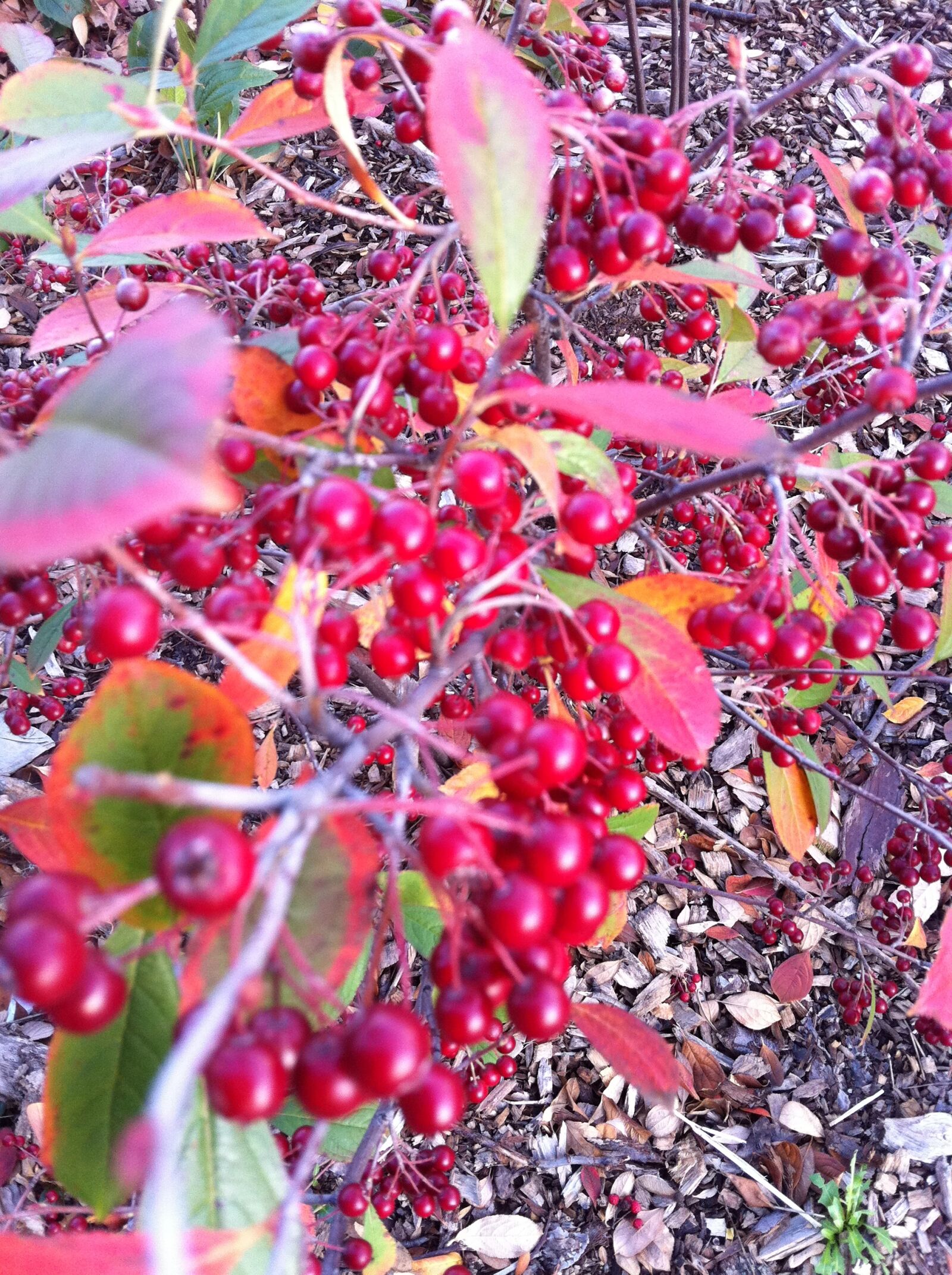 Apple iPhone 4 sample photo