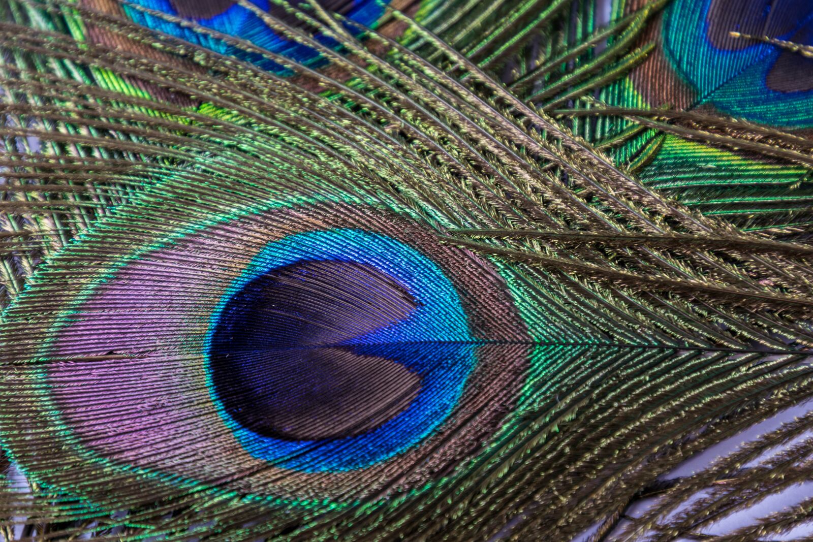 Nikon D3300 sample photo. Peacock, feather, eye photography